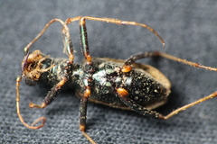 Neocicindela