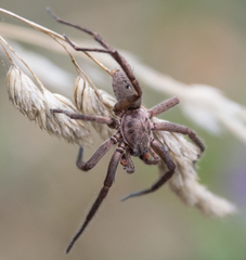 Uliodon albopunctatus