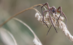 Uliodon albopunctatus