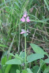 Stachys drummondii