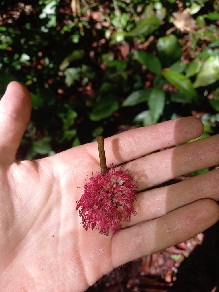 Parkia velutina