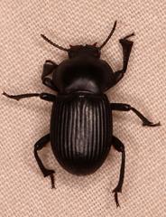 Parastizopus
