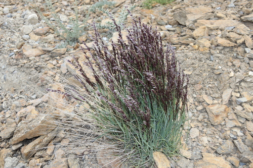 Melica persica, photograph 4