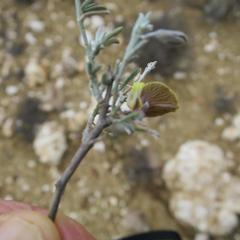 Lotononis dahlgrenii