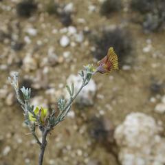 Lotononis dahlgrenii