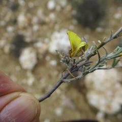 Lotononis dahlgrenii