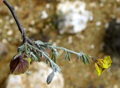 Lotononis dahlgrenii