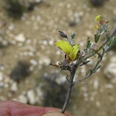 Lotononis dahlgrenii