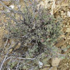 Lotononis dahlgrenii