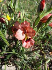 Gladiolus meliusculus