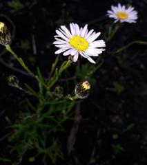 Athrixia heterophylla heterophylla