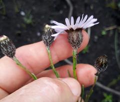 Athrixia heterophylla heterophylla