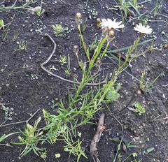Athrixia heterophylla heterophylla