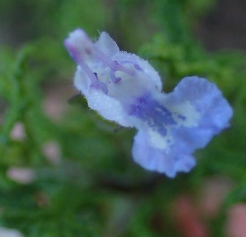 Image of Salvia namaensis by (c) Nicola van Berkel, some rights reserved (CC BY-SA)