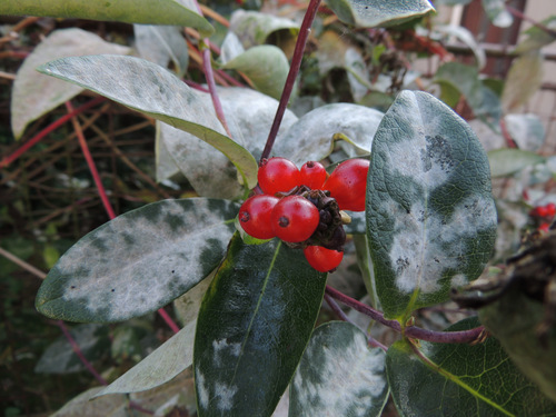 Erysiphe lonicerae