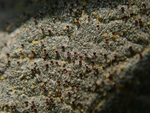 Erysiphe lonicerae