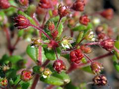 Crassula strigosa