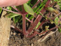 Crassula strigosa