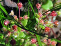 Crassula strigosa