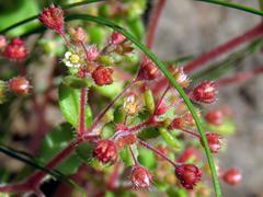 Crassula strigosa