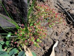 Crassula strigosa