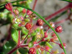 Crassula strigosa