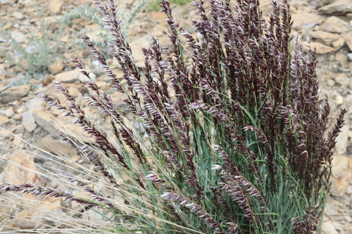 Melica persica, photograph 3