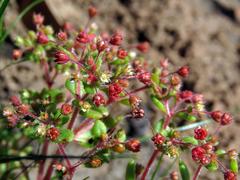 Crassula strigosa