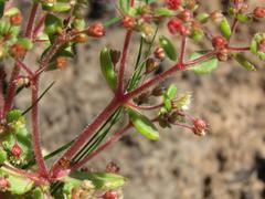 Crassula strigosa
