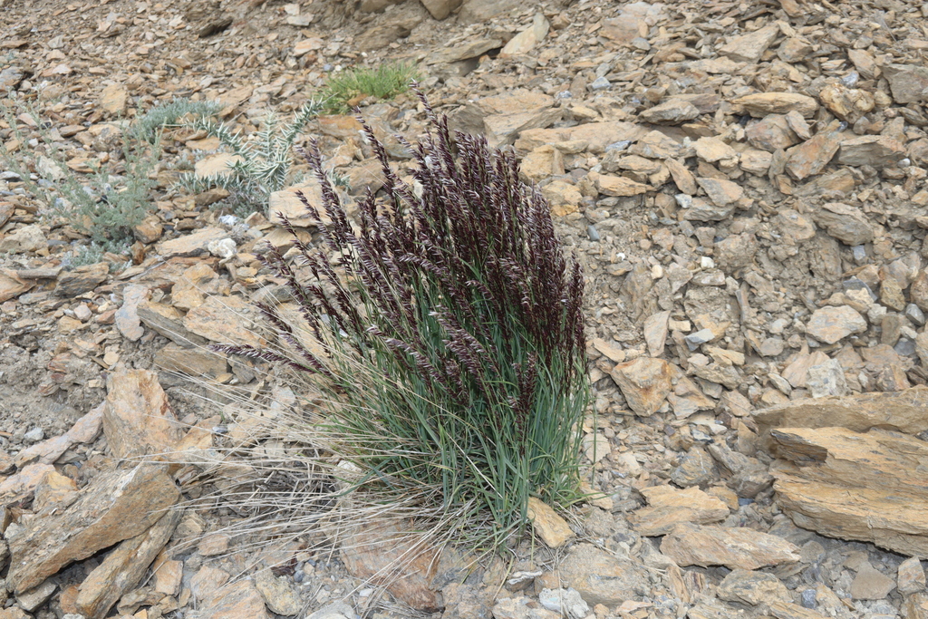 Melica persica; photograph (c) Edmundas Greimas, some rights reserved (CC BY)