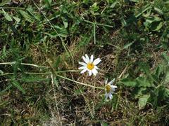 Leucanthemum vulgare