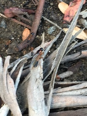 Camponotus consobrinus consobrinus