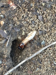 Camponotus consobrinus consobrinus