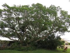 Ficus polita