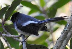 Trochocercus cyanomelas cyanomelas