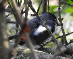 Trochocercus cyanomelas cyanomelas