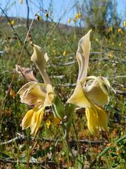 Gladiolus virescens