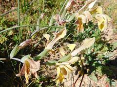 Gladiolus virescens