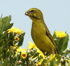 Brimstone Canary photo 5