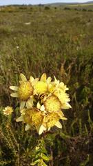 Leucadendron elimense elimense