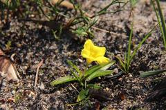 Moraea galaxia