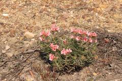 Lobostemon curvifolius