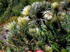 Phylica pubescens pubescens