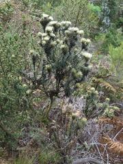 Phylica pubescens pubescens
