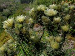Phylica pubescens pubescens