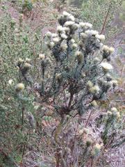 Phylica pubescens pubescens