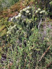 Phylica pubescens pubescens