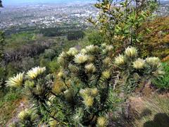 Phylica pubescens pubescens