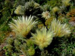 Phylica pubescens pubescens