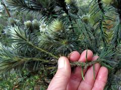 Phylica pubescens pubescens